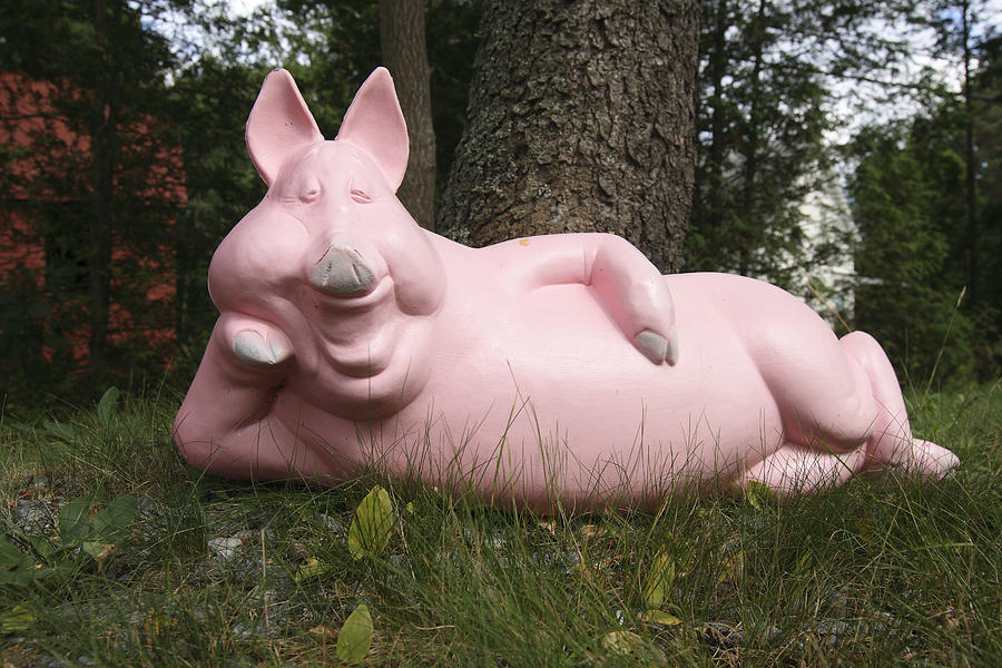 Reclining Pink Pig On Grass Photograph by Gary Corbett