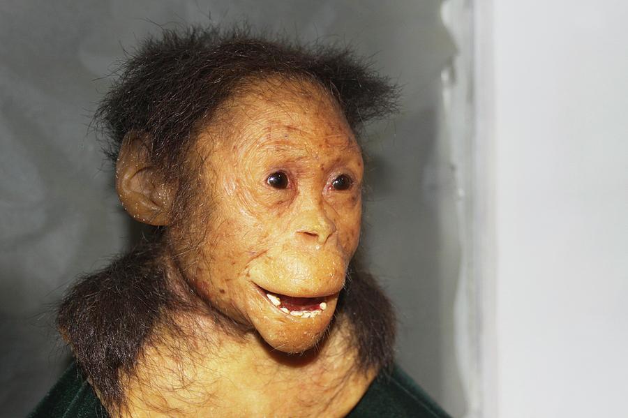 Reconstructed Australopithecus Afarensis Photograph by Photostock ...