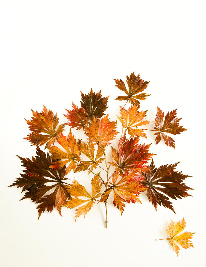 Reconstructed Full Moon Maple Photograph by Anne Gilbert