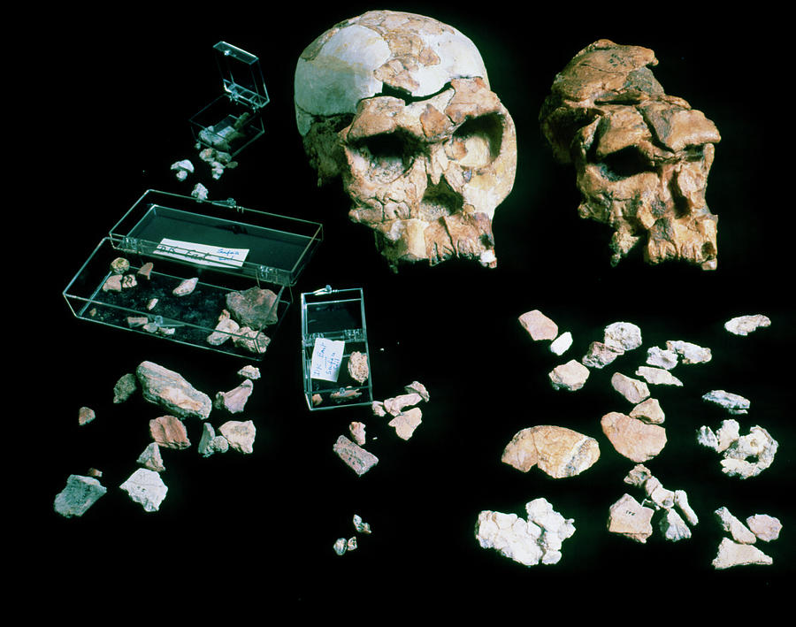 Reconstructed Skull Of Fossil Hominid-homo Habilis Photograph by John Reader/science Photo Library