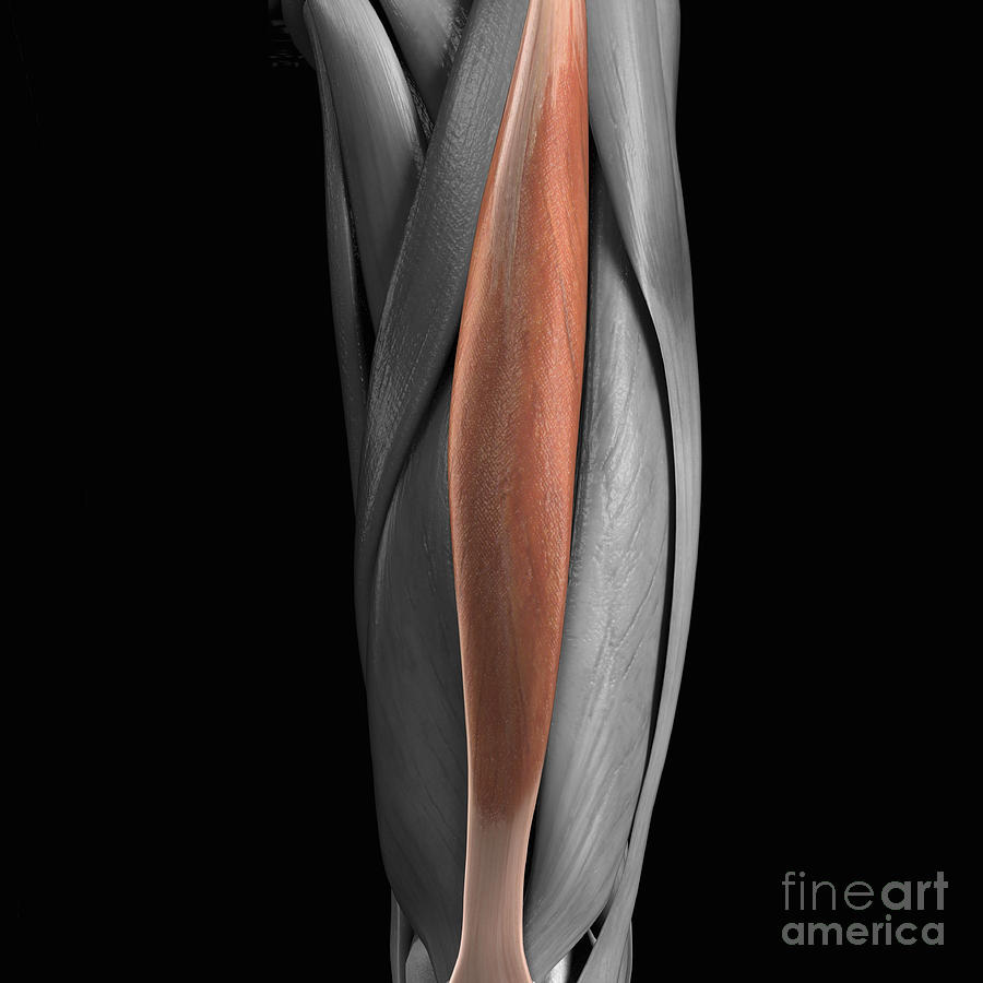 Rectus Femoris Muscle Photograph by Science Picture Co - Fine Art America