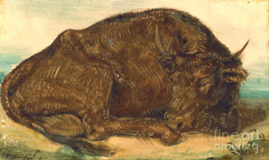 Recumbent Bull 1842 Photograph by Padre Art
