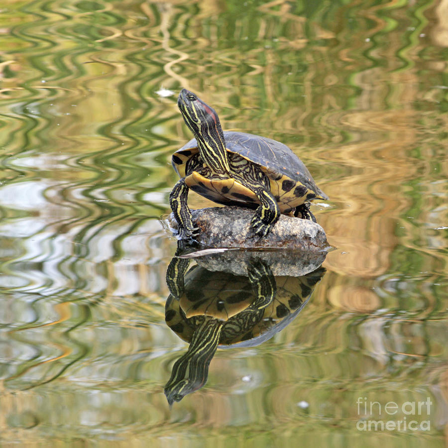Red Eared Turtles Tower Photograph by Kenny Bosak