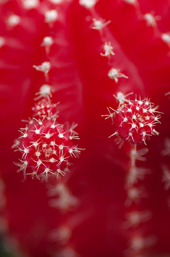 red 1 - A Macro of a red cactus with white spikes  Photograph by Pedro Cardona Llambias