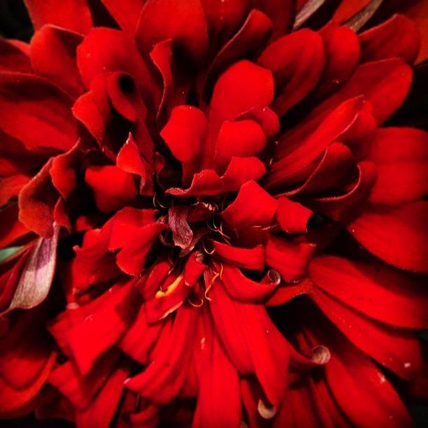 Nature Photograph - #red #abstract #art #nature #flora by Angad B Sodhi