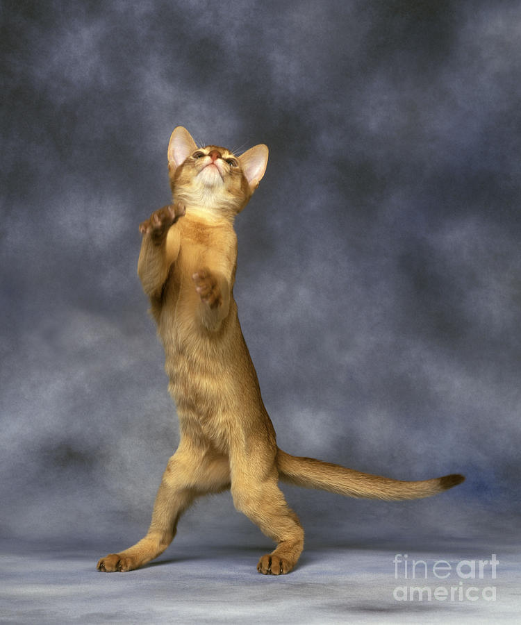 Red Abyssinian Cat Photograph by Jean-Michel Labat