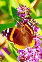 Butterfly Photograph - Red Admiral by Ann Michelle Swadener