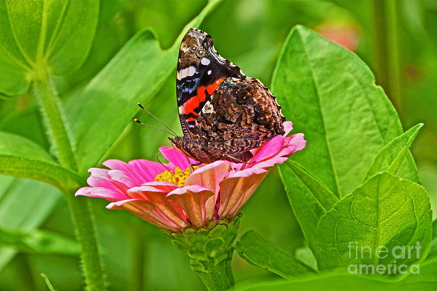 Red Admiral Butterfly and Zinnia Flower Photograph by Byron Varvarigos
