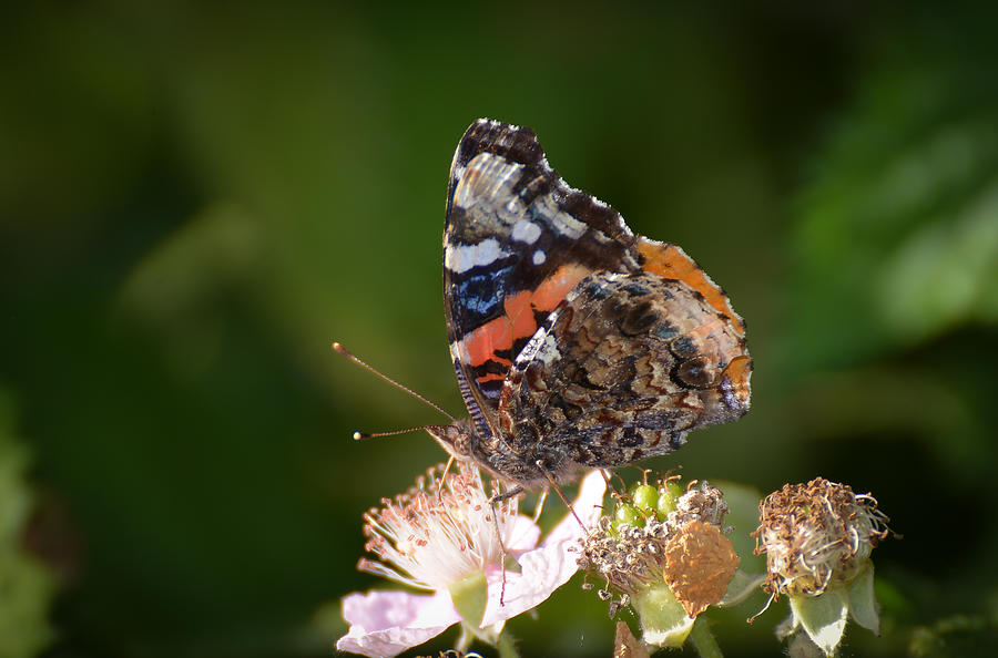 Red Admiral Butterfly at the Blackberry Blossoms Photograph by Ronda Broatch