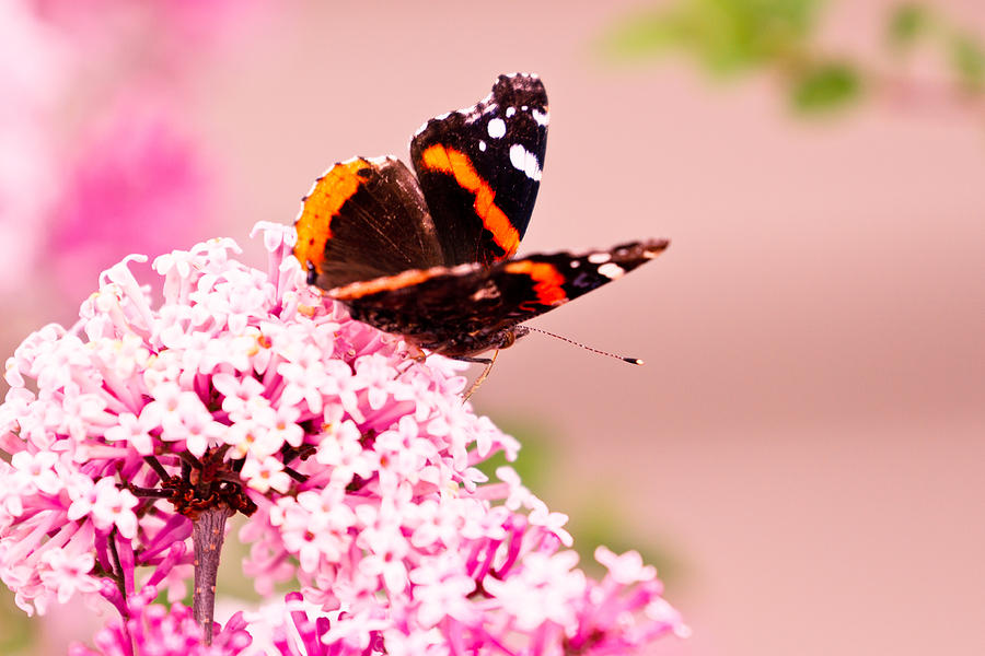 Red Admiral Butterfly Photograph by Ben Graham