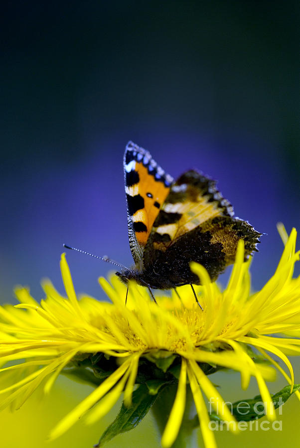 Red Admiral Butterfly Photograph by Borislav Stefanov