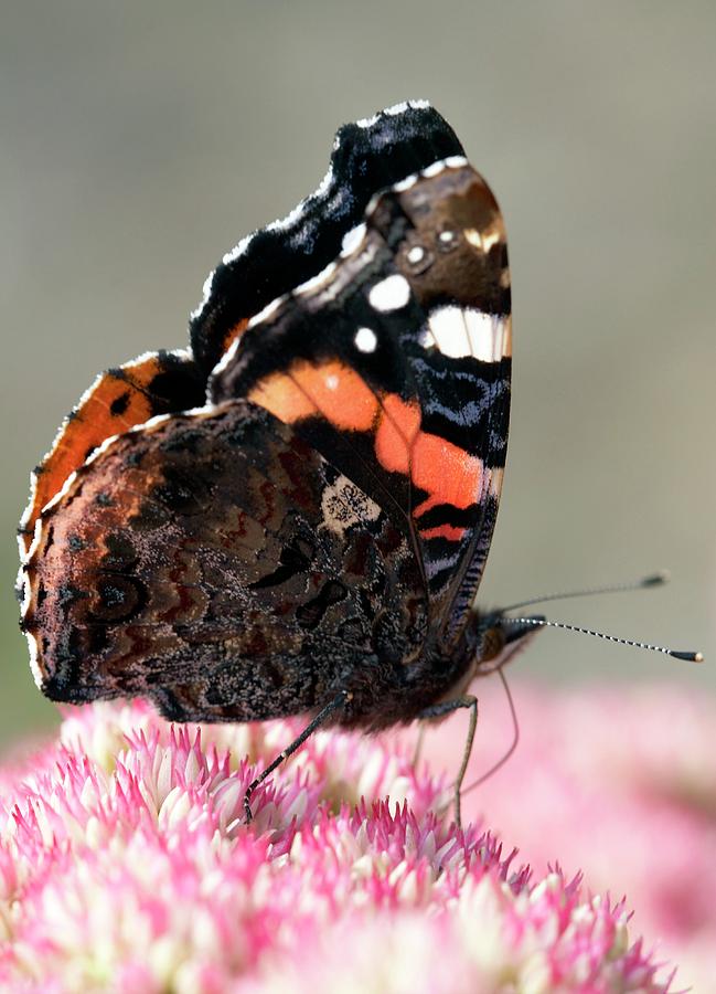 Red Admiral Butterfly Feeding Photograph by Rachel Warne/science Photo Library