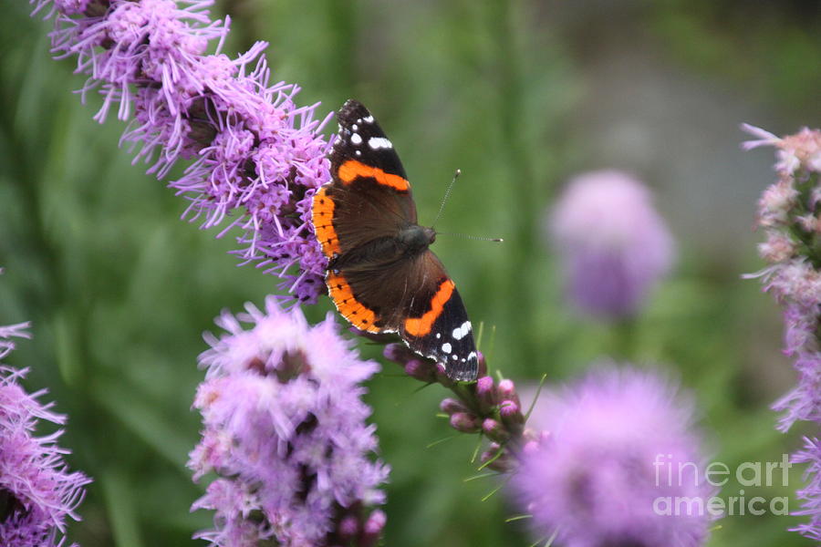 Butterfly Photograph - Red Admiral Butterfly on a Blazing star by Jennifer E Doll