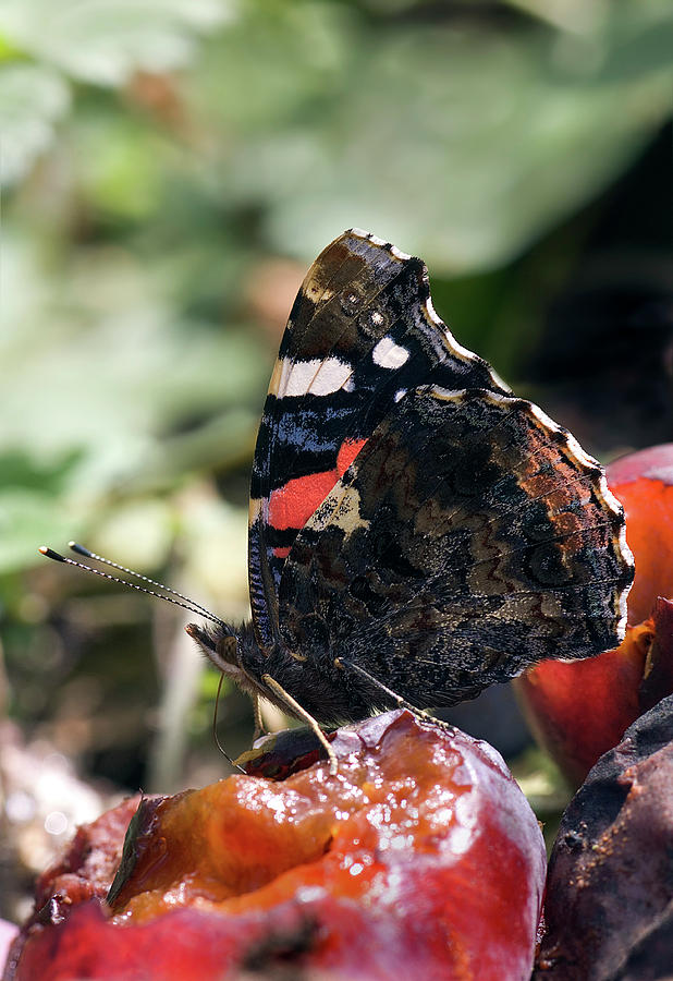 Red Admiral Butterfly Photograph by John Devries/science Photo Library