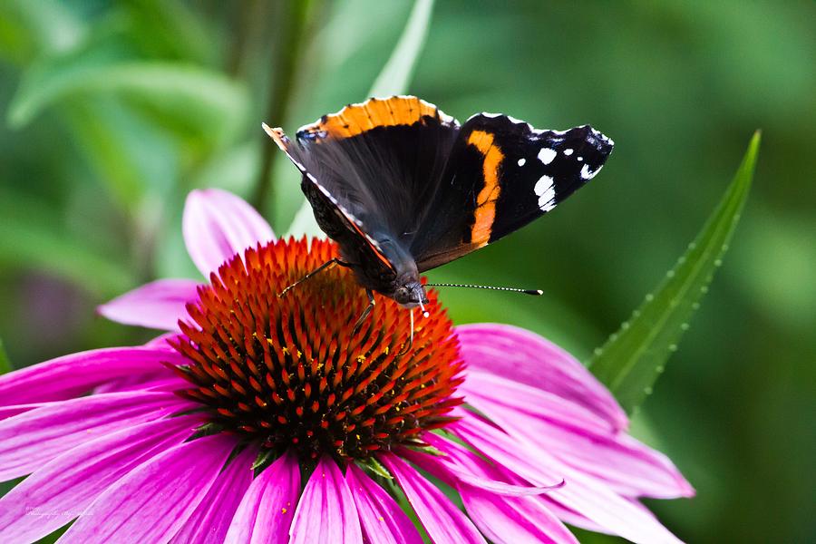 Red Admiral Butterfly Photograph by Ms Judi
