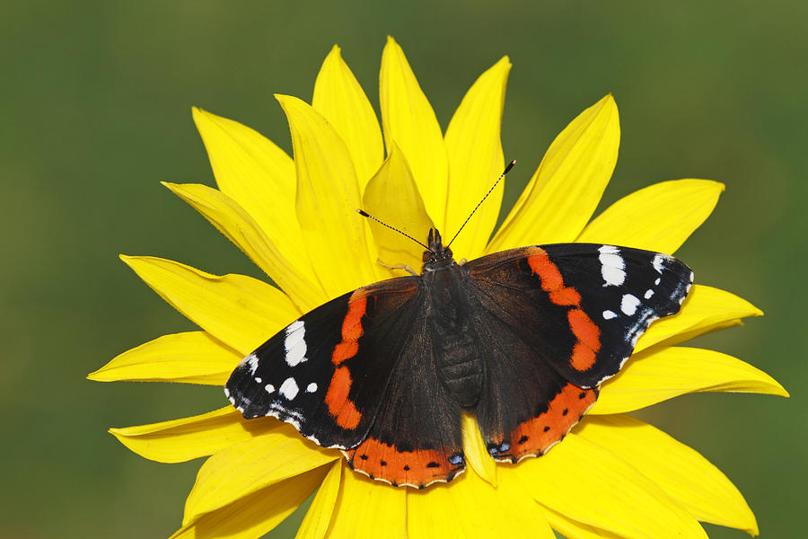 Red Admiral Butterfly Netherlands Photograph by Silvia Reiche