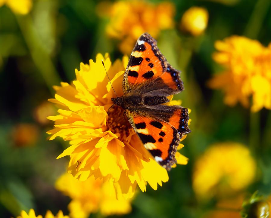 Butterfly Photograph - Red Admiral Butterfly On Tickseed Co by The Irish Image Collection