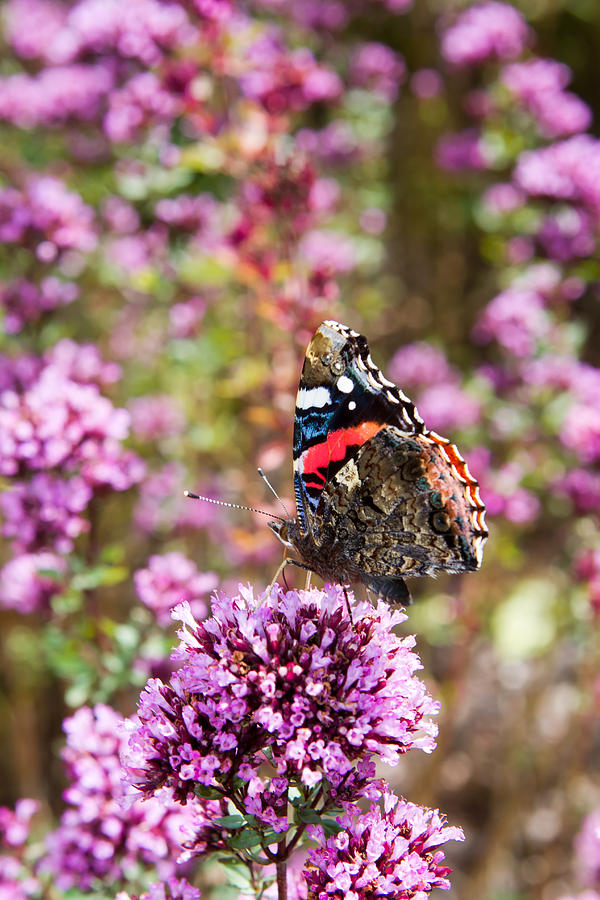 Butterfly Photograph - Red Admiral Butterfly Resting On A Purple Flower by Fizzy Image