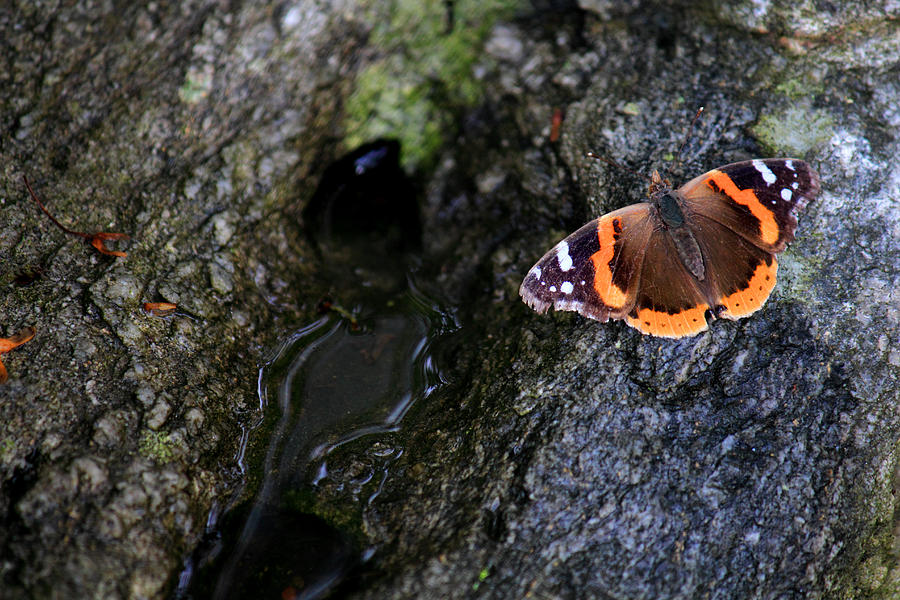 Red Admiral Butterfly Rests on a Rock Photograph by Andrew Pacheco