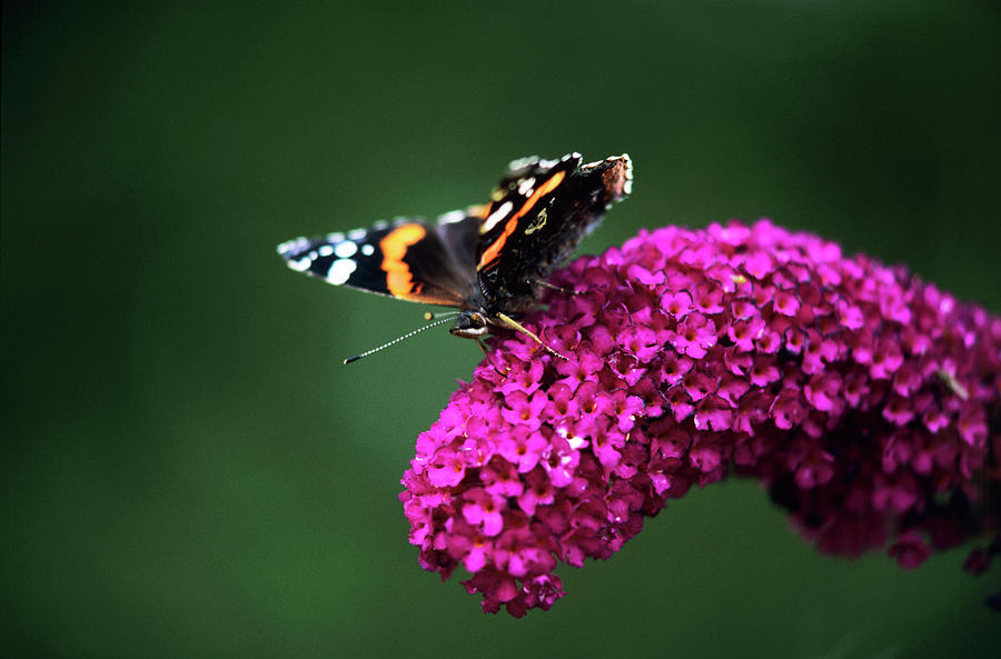 Red Admiral Butterfly Photograph by Simon Fraser/science Photo Library