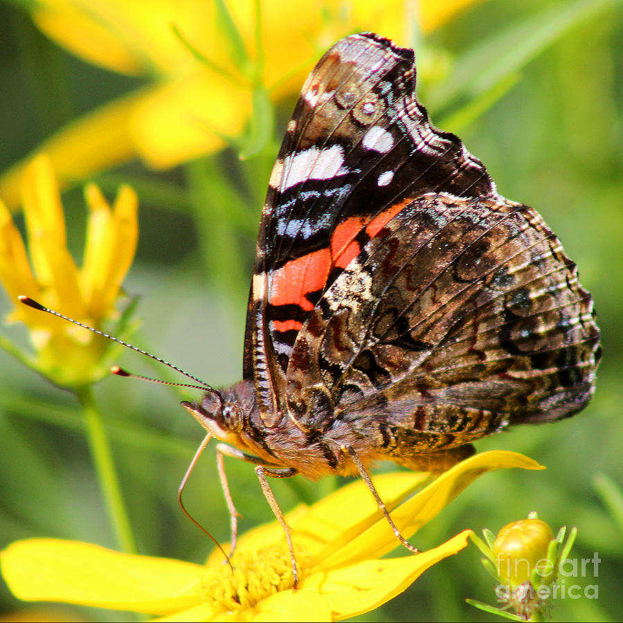 Red Admiral Butterfly Square Format Photograph by Karen Adams