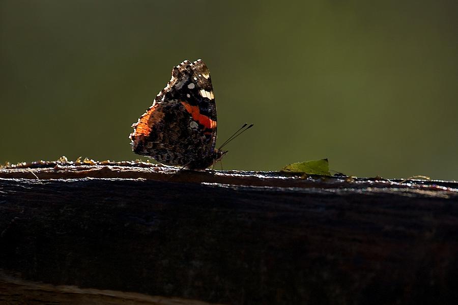 Red Admiral Butterfly Photograph by Stuart Litoff