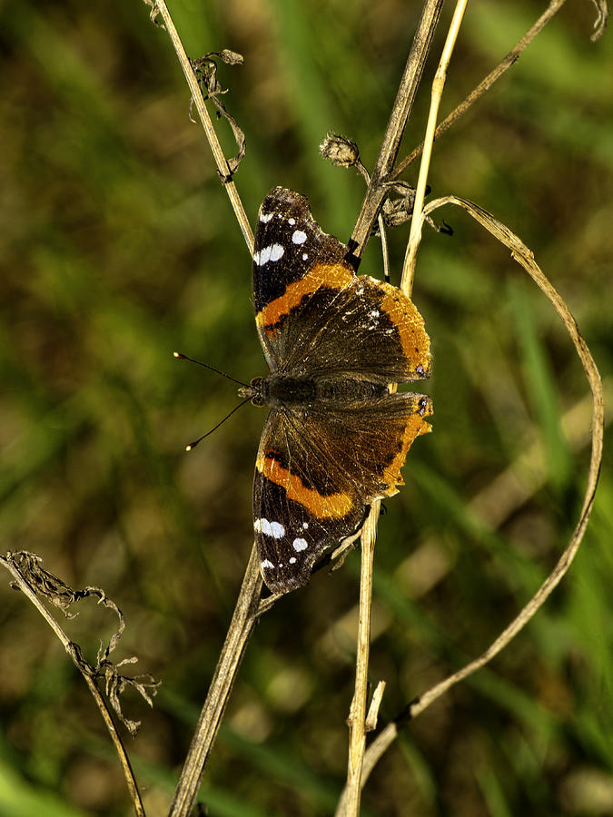 Red Admiral Butterfly Photograph by Thomas Young