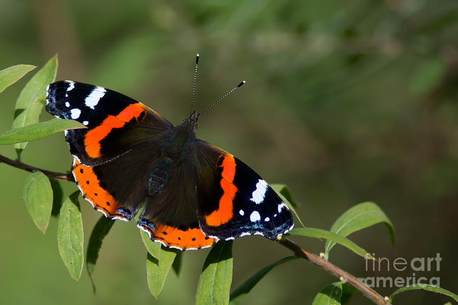 Red Admiral Butterfly  Photograph by Torbjorn Swenelius