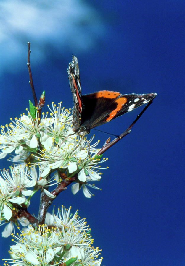 Red Admiral Butterfly (vanessa Atalanta) Feeding Photograph by William Ervin/science Photo Library