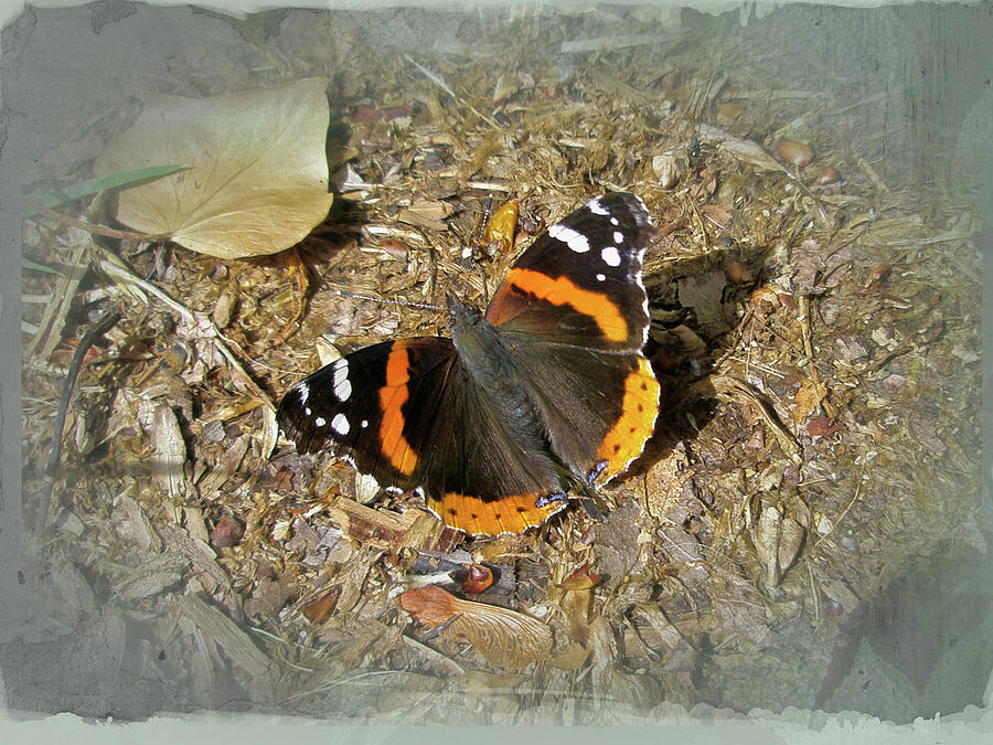 Red Admiral Butterfly - Vanessa atalanta Photograph by Carol Senske
