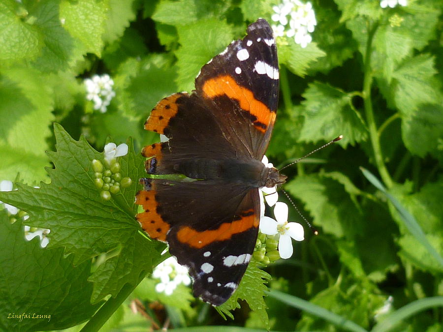 Red Admiral in Toronto Photograph by Lingfai Leung
