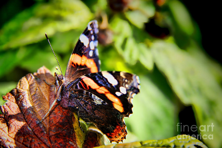 Butterfly Photograph - Red Admiral by Mariola Bitner
