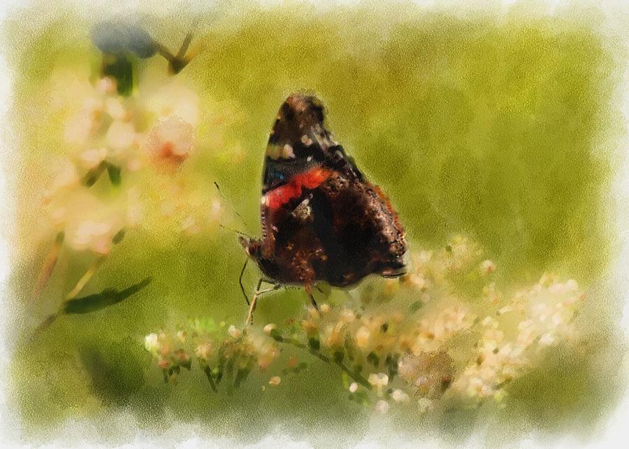 Nature Photograph - Red Admiral by Melinda Dreyer