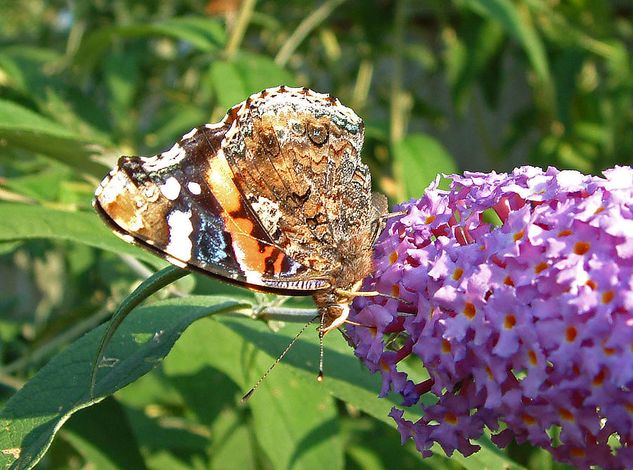 Red Admiral on a Buddleia Photograph by John Topman