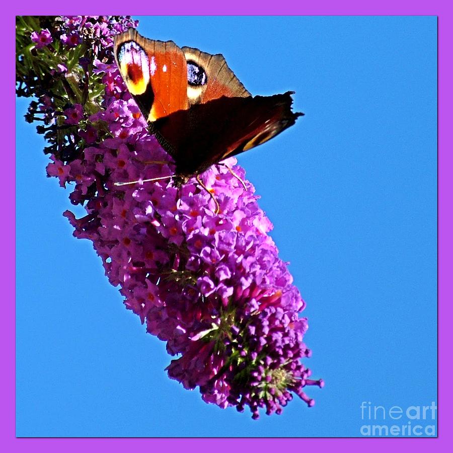 Red Admiral on Budlier Blue Sky Photograph by Joan-Violet Stretch