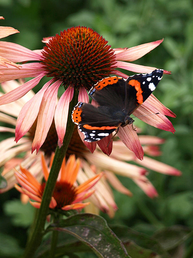 Red Admiral on Coneflower Photograph by Gill Billington