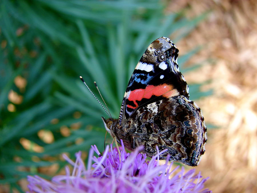 Red Admiral On Liatris 2 Photograph