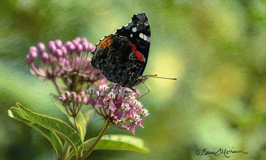 Red Admiral on Swamp Milkweed Drawing by Bruce Morrison