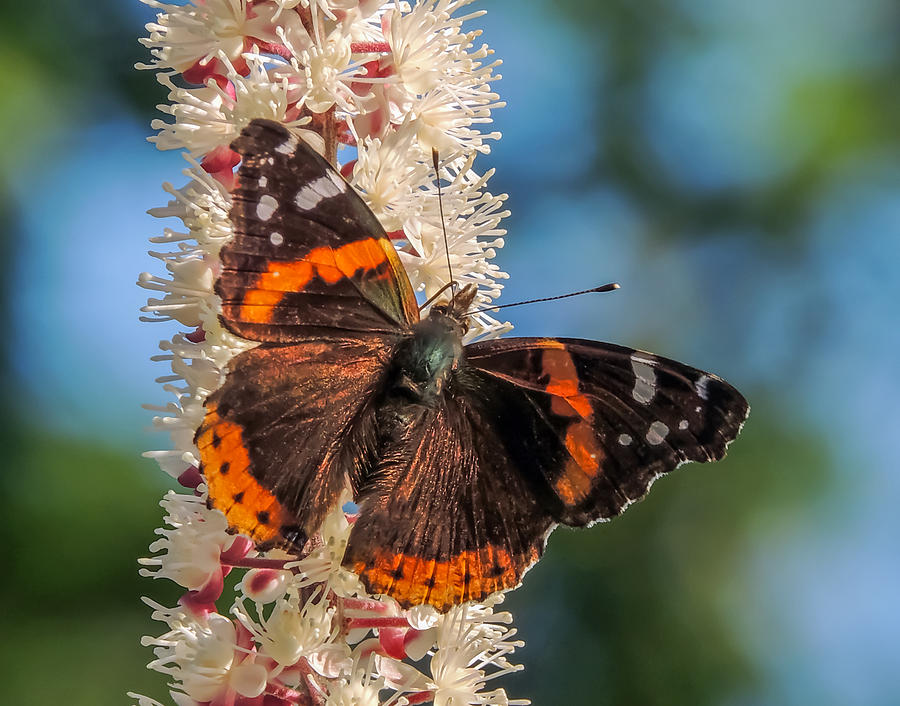 Red Admiral Photograph by Robert Mitchell