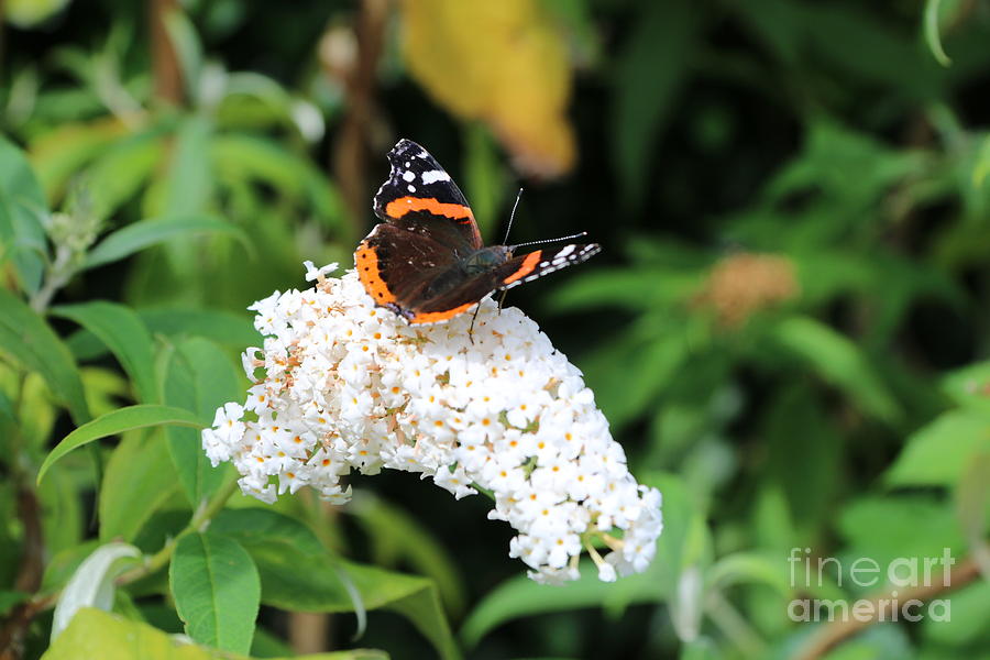 Red Admiral Photograph by Roger Lighterness