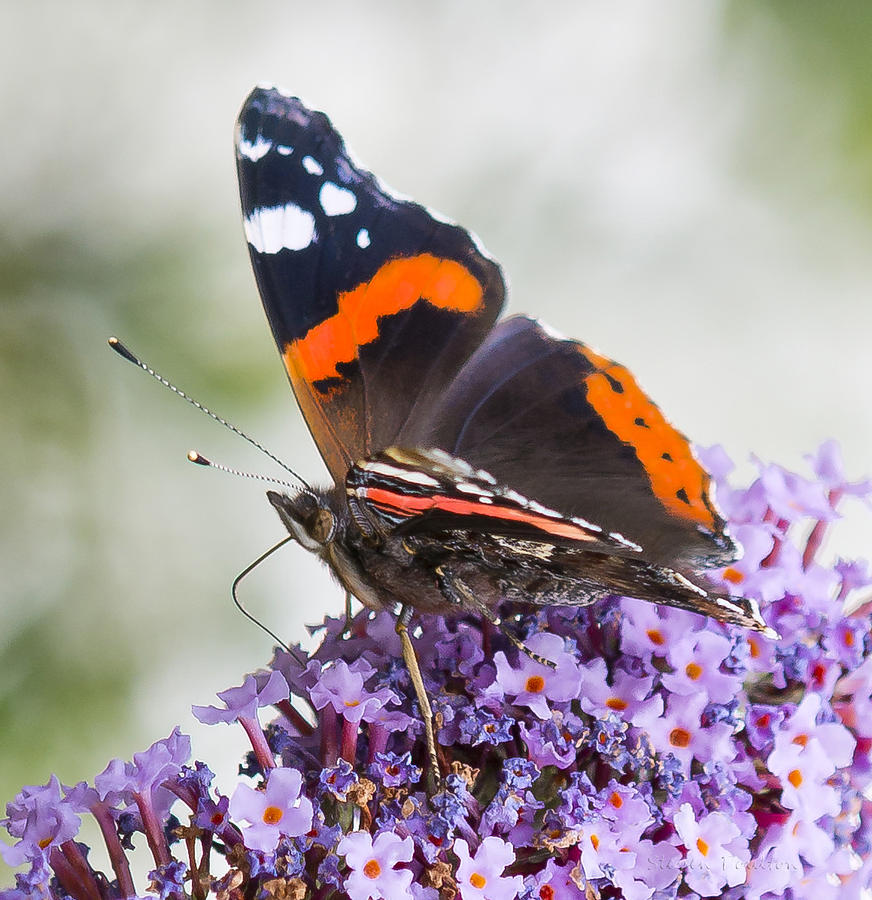 Red Admiral Photograph by Steven Poulton