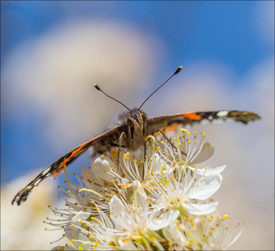 Butterfly Photograph - Red Admiral Butterfly on Plum Blossoms by Steven Schwartzman