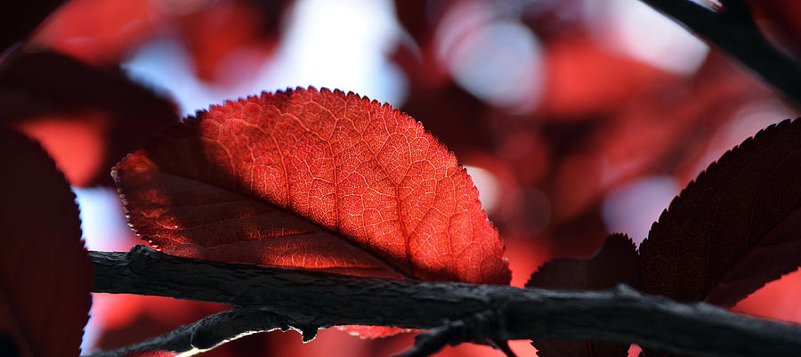 Tree Photograph - Red by Alfredo Martinez