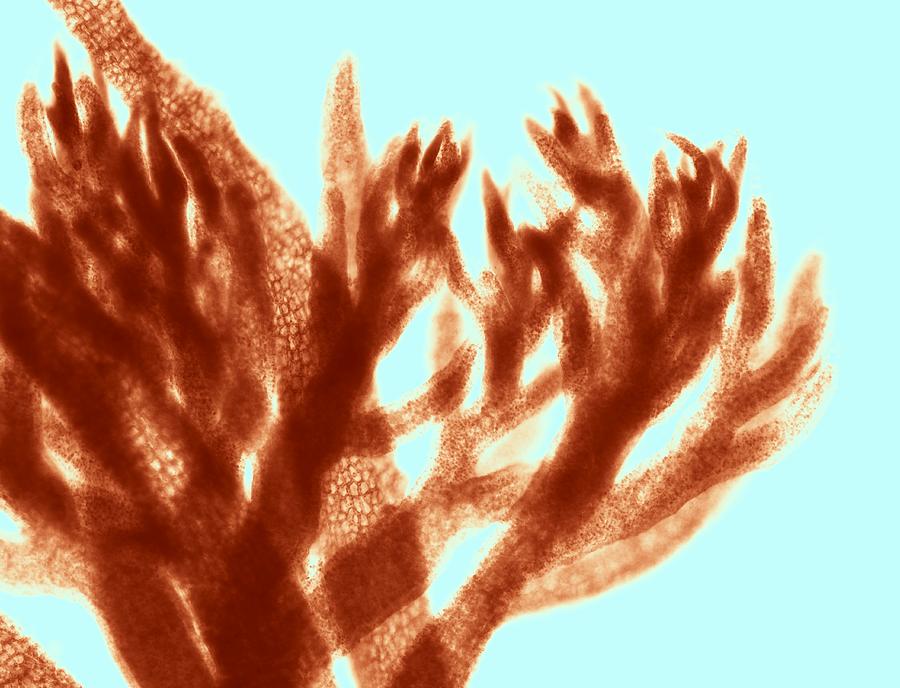 Nature Photograph - Red algae, light micrograph by Science Photo Library