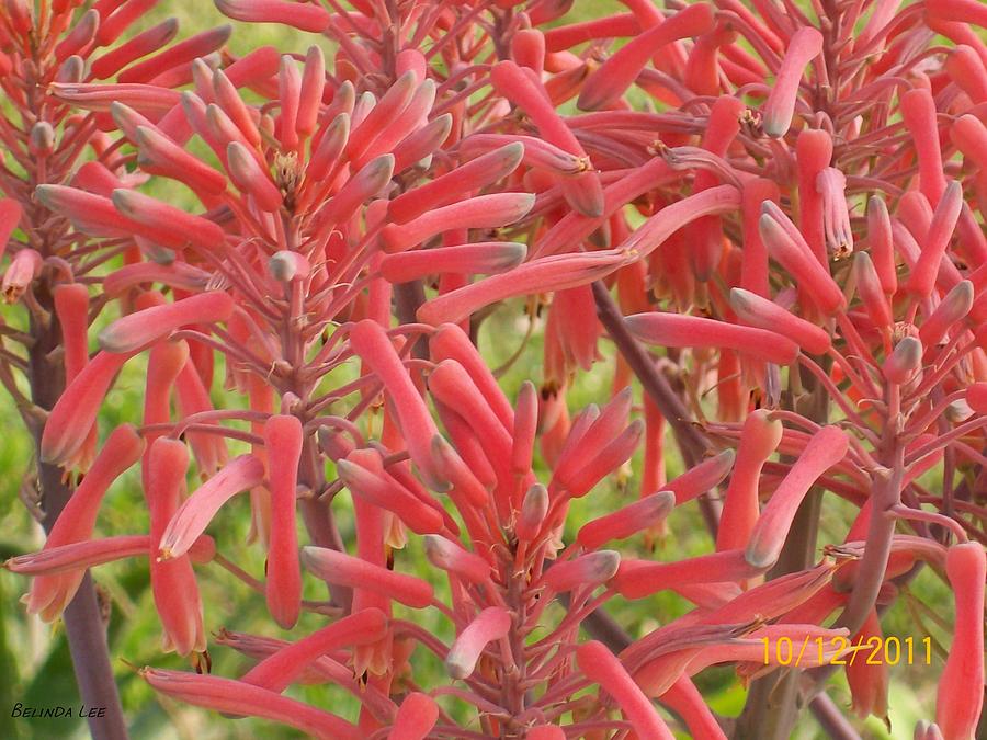 Red Aloe Blooms Photograph by Belinda Lee