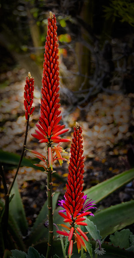 Red Aloe Vera Flower Photograph by Penny Lisowski