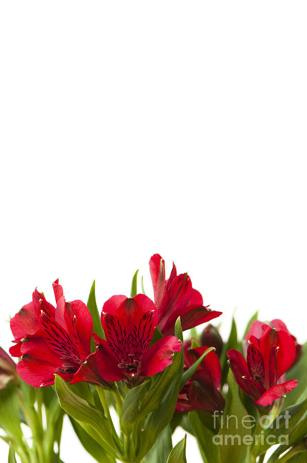Flower Photograph - Red Alstroemeria by Anne Gilbert