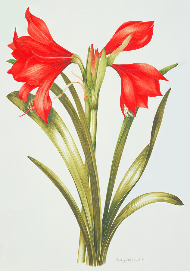 Still Life Painting - Red Amarylis by Sally Crosthwaite