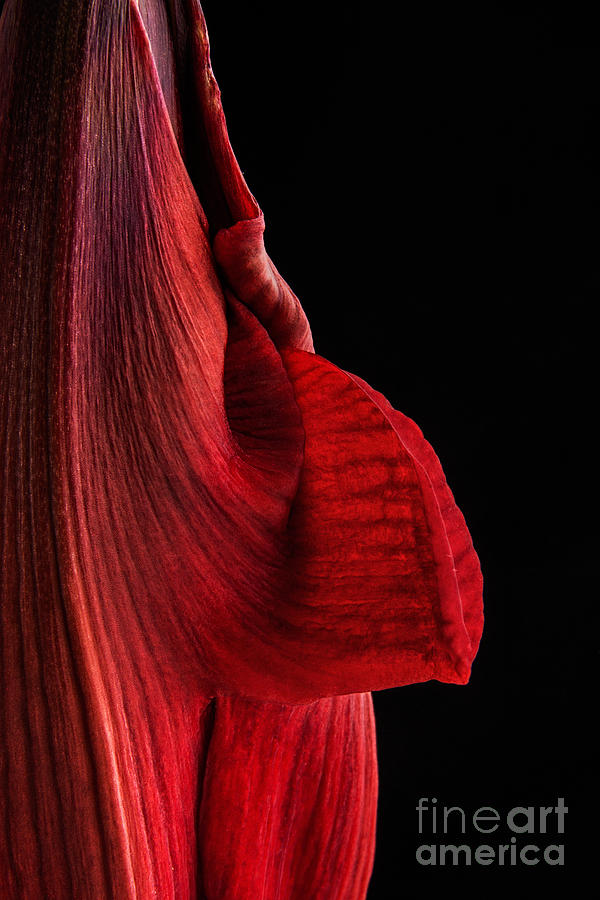 Amarillo Photograph - Red Amaryllis by Ann Garrett