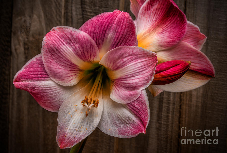 Red Amaryllis Photograph by Dave Bosse